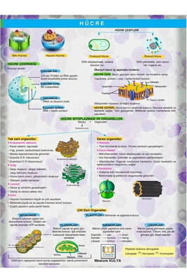 Tıpatıp Yayınları YKS TYT Biyoloji Poster Notları - 2